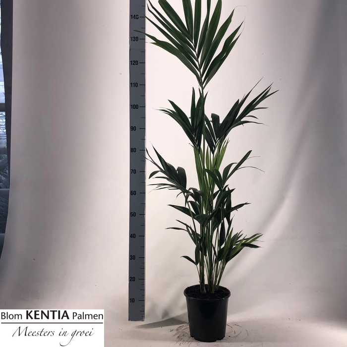 <h4>HOWEA FORSTERIANA</h4>