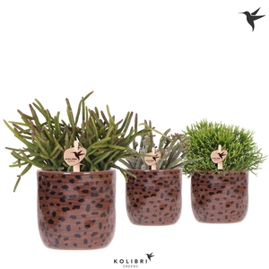 Kolibri Greens Rhipsalis mix in Leopard pot