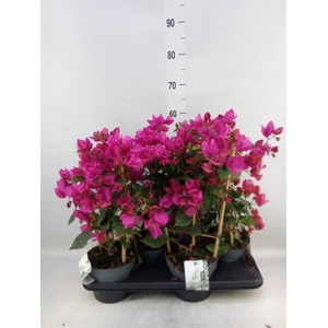 Bougainvillea  'Sanderiana'