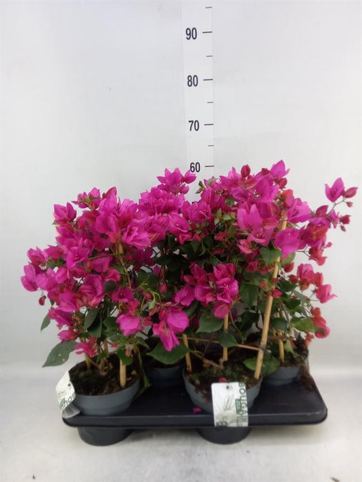 <h4>Bougainvillea 'Sanderiana'</h4>