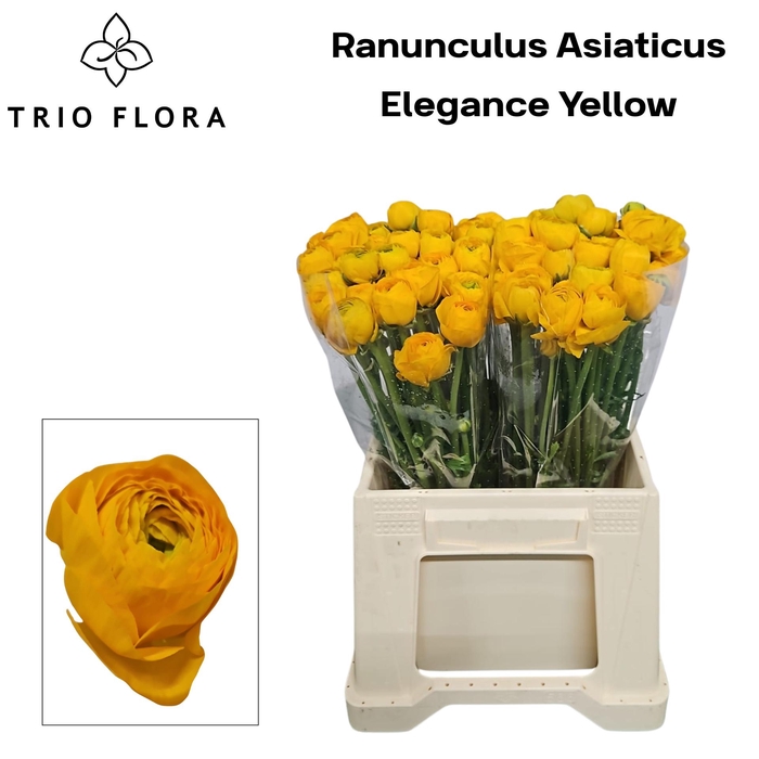 <h4>RAN EL YELLOW 566</h4>