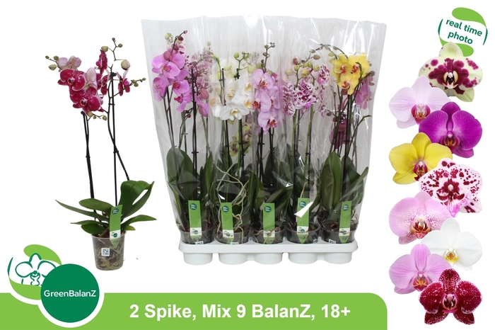 <h4>PHAL GEM 9 KL</h4>