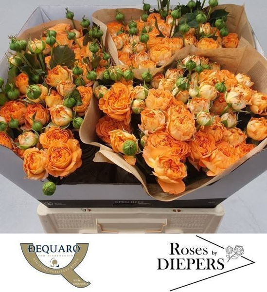 <h4>R Tr Orange Trendsetter Diepers</h4>