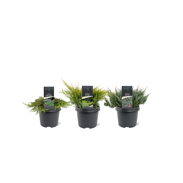 <h4>Juniperus Ground-Cover mix C3</h4>
