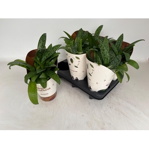 DRIMIOPSIS MACULATA