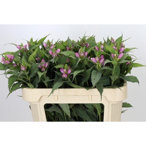 Chelone Obliqua
