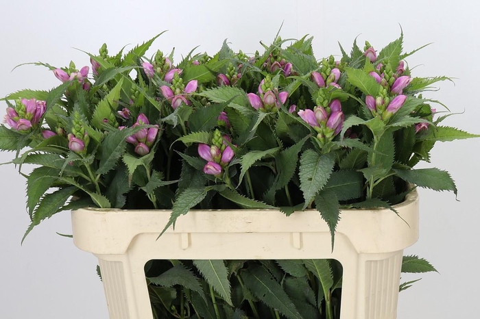 <h4>Chelone Obliqua</h4>