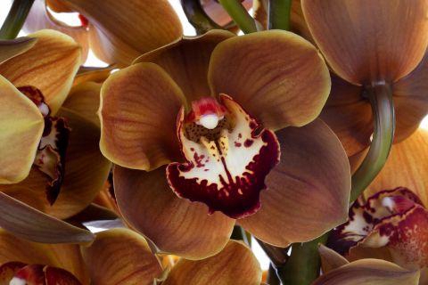 <h4>ESPRESSO 60cm x 6</h4>