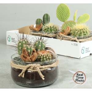 ARR CACTUS