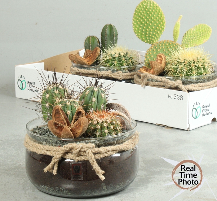 <h4>ARR CACTUS</h4>