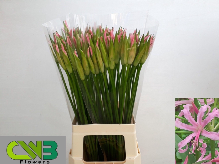 <h4>Nerine Stefanie</h4>