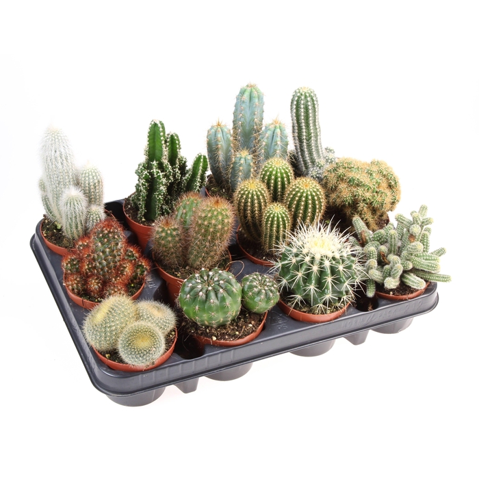 <h4>Cactus mix</h4>