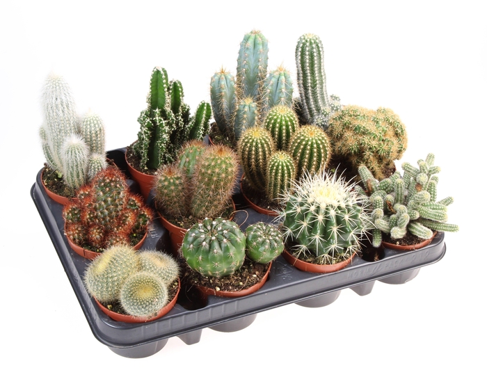 <h4>Cactus mix</h4>