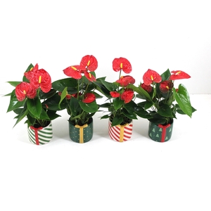 Anthurium xl.9 Jambo Red 9cm met kerstkeramiek