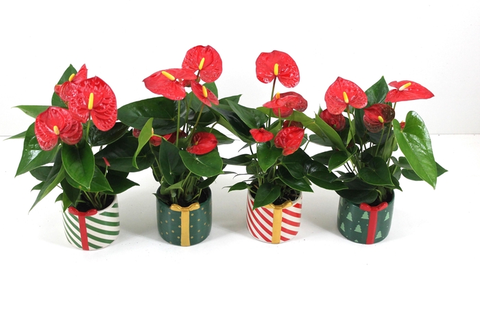 <h4>Anthurium xl.9 Jambo Red 9cm met kerstkeramiek</h4>