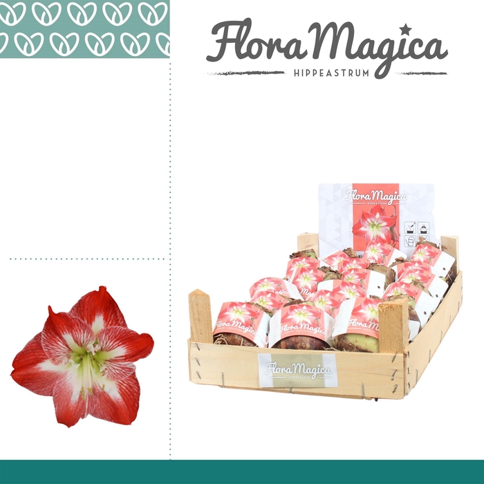 <h4>Amaryllis 28/30 Bulb Gestreept in Wooden Crate</h4>