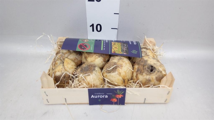 <h4>Fritillaria  ...flowerbulbs</h4>