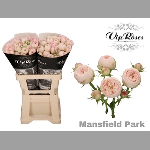 R TR MANSFIELD PARK