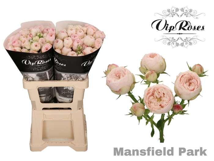 <h4>R Tr Mansfield Park</h4>