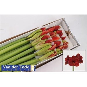 XXXX HIPP GA FERRARI X18