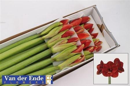 <h4>XXXX HIPP GA FERRARI X18</h4>