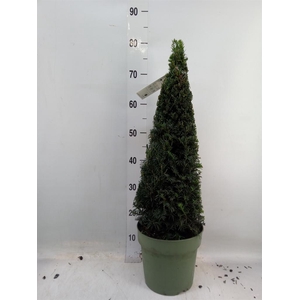 Taxus   ...