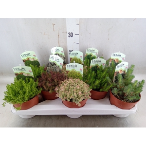 Sedum   ...
