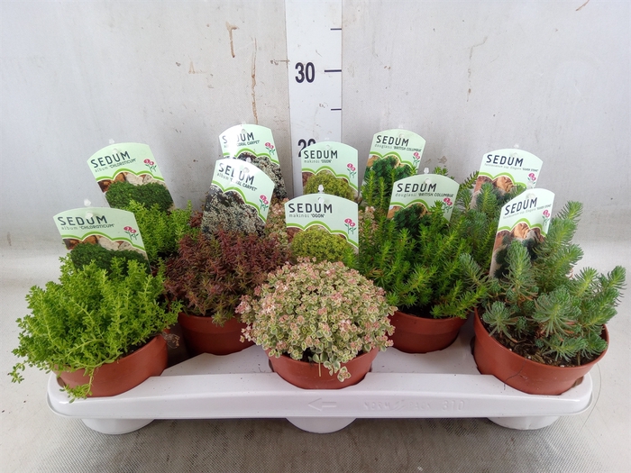 <h4>Sedum   ...</h4>