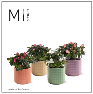 Azalea mix -9 cm in Kaya - Craft World