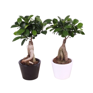 Ficus Mi Ginseng Keramiek Karla Tin