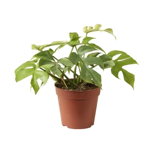 Rhaphidophora Tetrasperma Goldrush