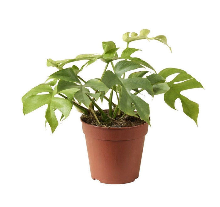 <h4>Rhaphidophora Tetrasperma Goldrush</h4>