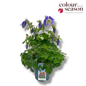 Aquilegia Spring Magic P15 Blue