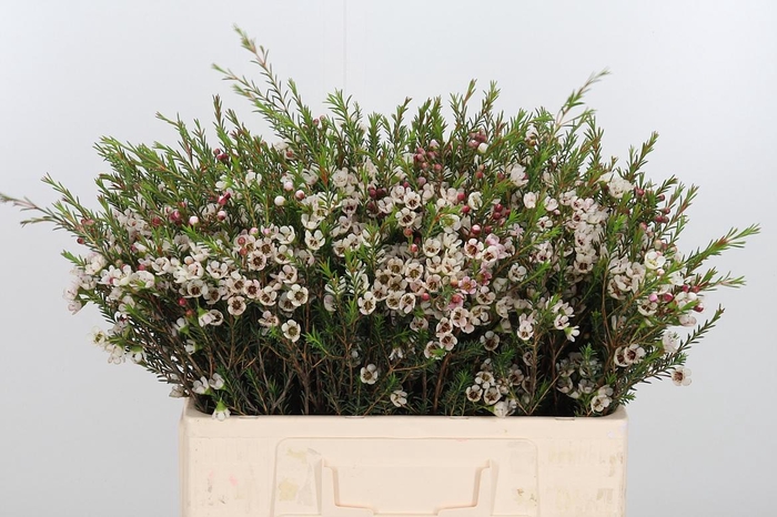 <h4>Chame Un Ella</h4>