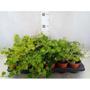 Hedera helix   ...mix 3