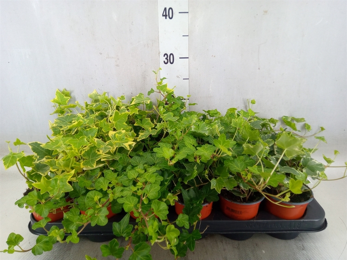 <h4>Hedera helix   ...mix 3</h4>
