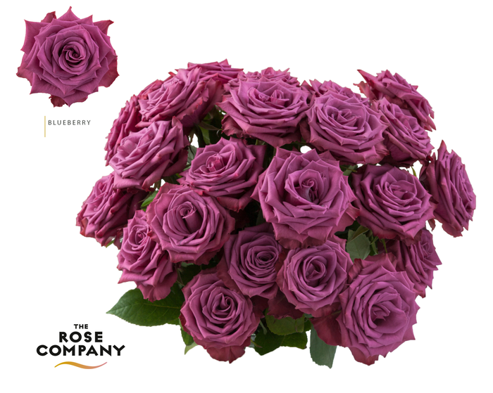 <h4>Rosa Ec Blueberry</h4>