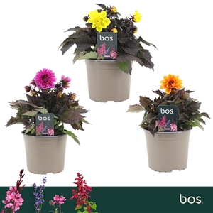 Dahlia Gardenetta, Mix