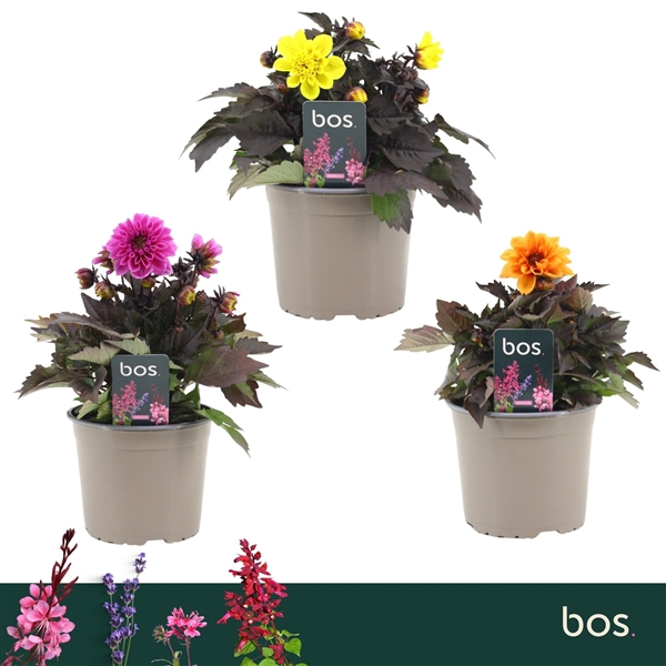 <h4>Dahlia Gardenetta, Mix</h4>