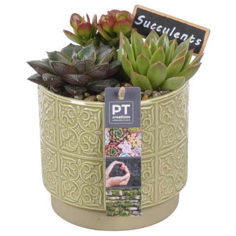 PTSU6129 Arrangementen succulenten