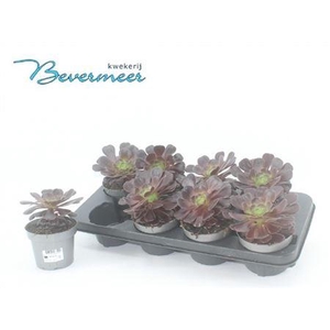 Aeonium Ab Velours