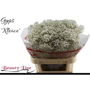 GYPS PA XLENCE