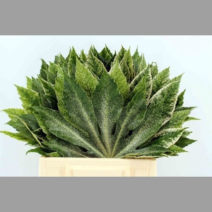 Aralia Spider 40cm