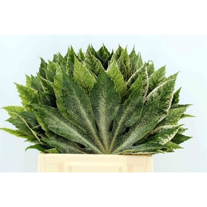 Aralia Spider Dia 30