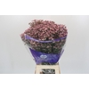 Limonium sinuatum Pink Diamond