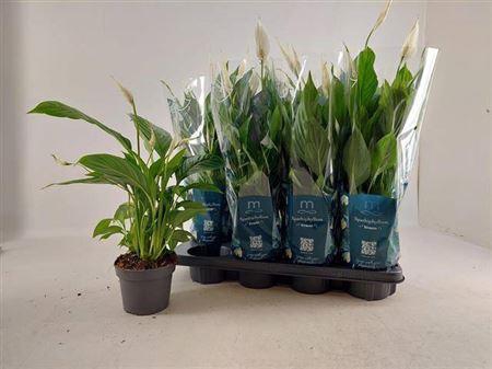 <h4>Spath Strauss 5+</h4>