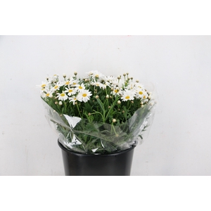 LEUCANTHEMUM MARGRIETEN WHITE