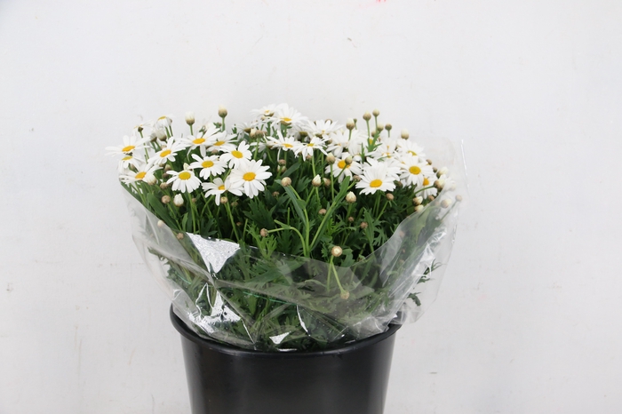 <h4>LEUCANTHEMUM MARGRIETEN WHITE</h4>