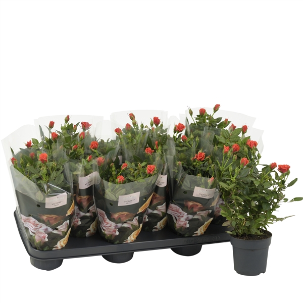 Nolina Roses Ø 10,5 cm. Orange st. 1-2