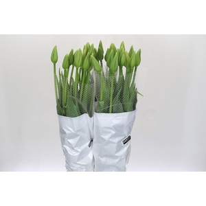 Tulipa (Frans) en Maureen XXL